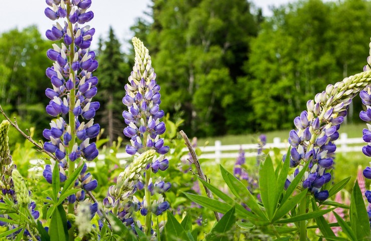 боб сидерата