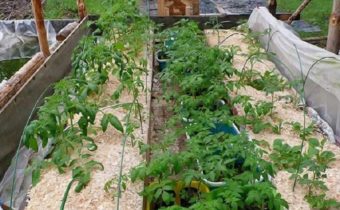 дървени стърготини