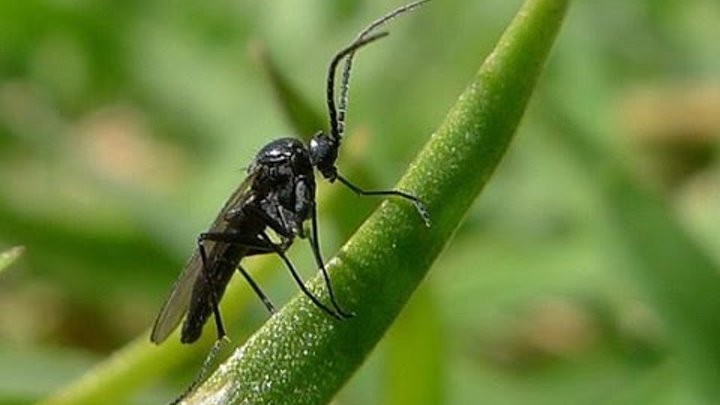 Грибни комари