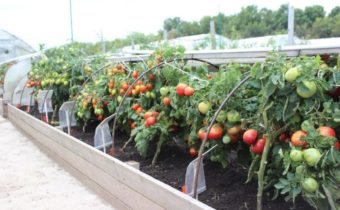 греди за домати