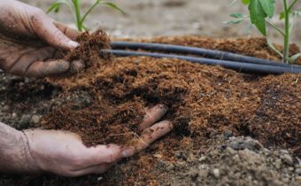 compost and tomatoes