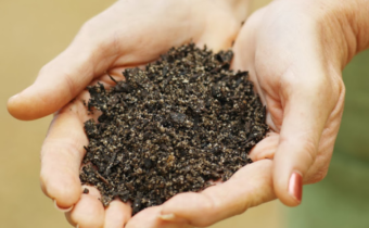 Compost for tomatoes