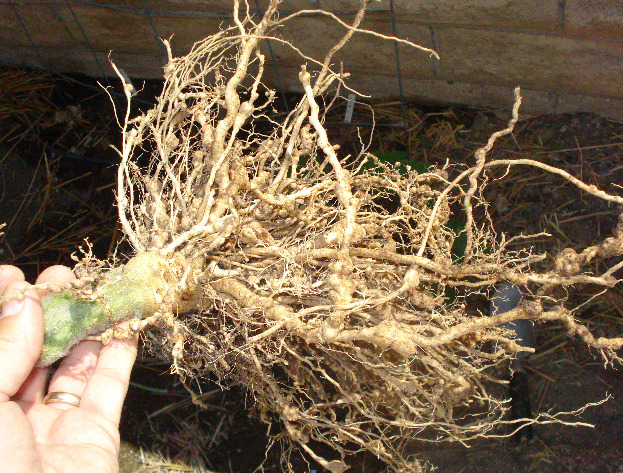 нарязване на корени от домати