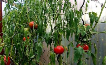 slechte groei tomaat