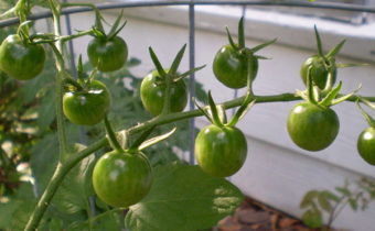 small tomatoes