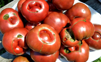 ugly tomatoes