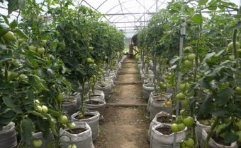 домати в торби