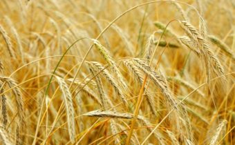 зърнени храни