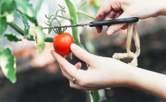 жена отрязва домати