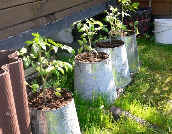 الطماطم في الدلاء