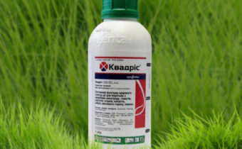 Fungicide Kvadris voor tomaten