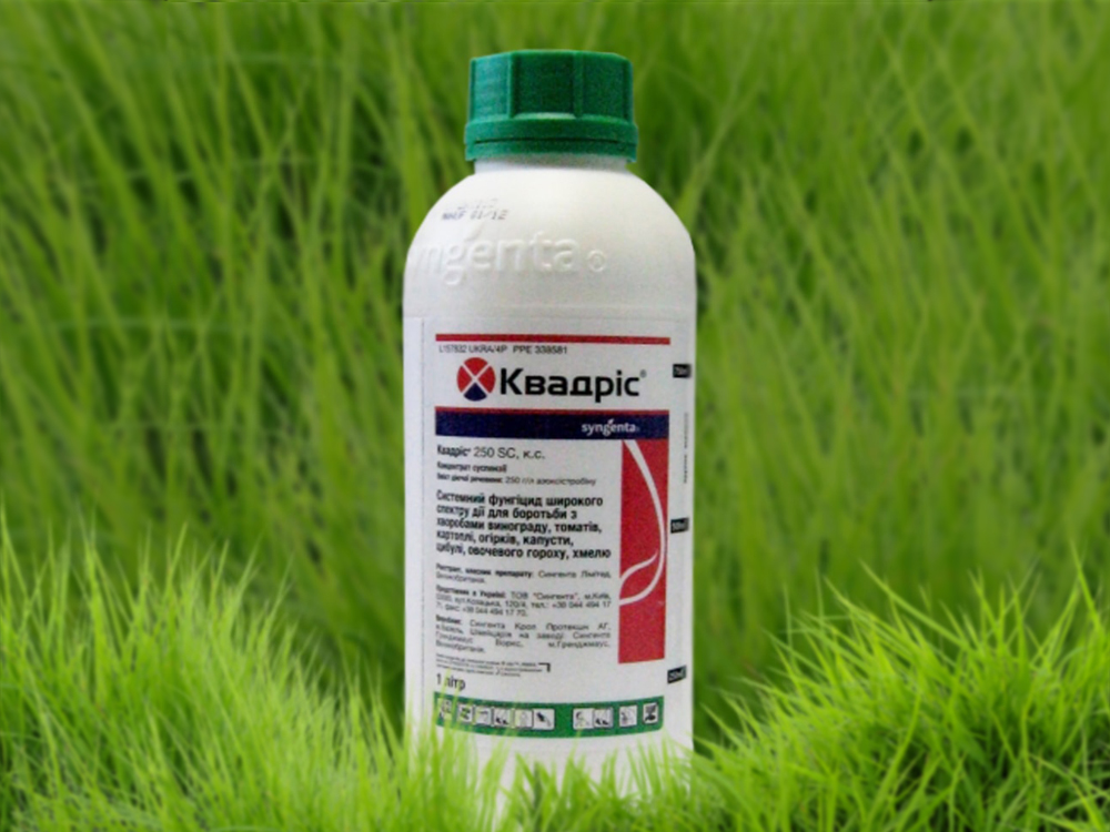 Fungicide Kvadris for tomatoes