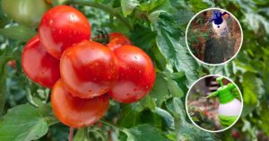 fungicide safe spraying