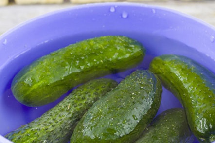 моите краставици