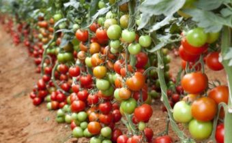 Нормализира доматите