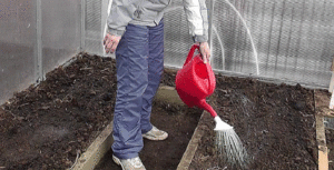 Изливаме с ЕМ-лекарството