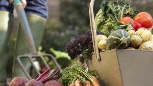 работа през октомври в градината