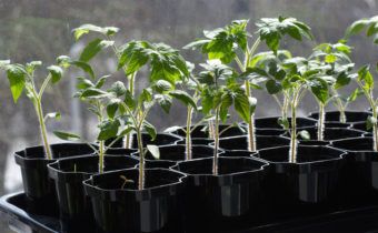 Hardening of seedlings