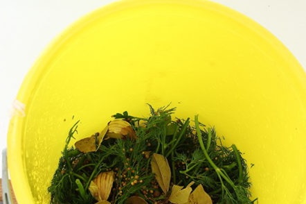 طبخ الاعشاب والتوابل