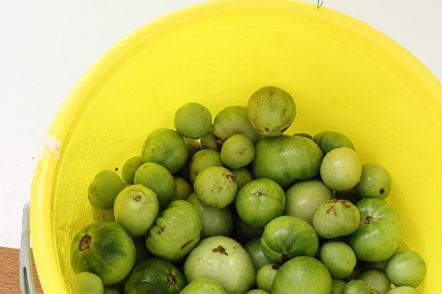 نضع الطماطم