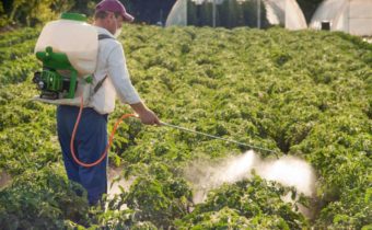 обработка на домати