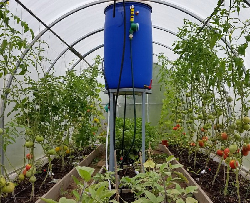 drip irrigation in the greenhouse
