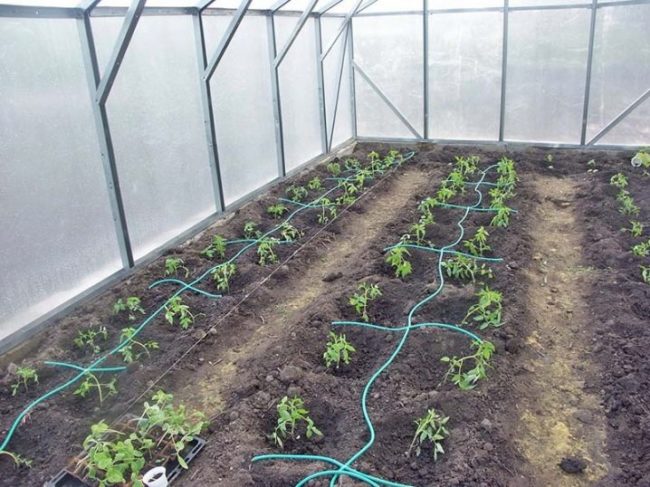 watering in the greenhouse