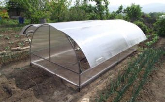 greenhouse butterfly