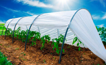 оранжерийно кокиче