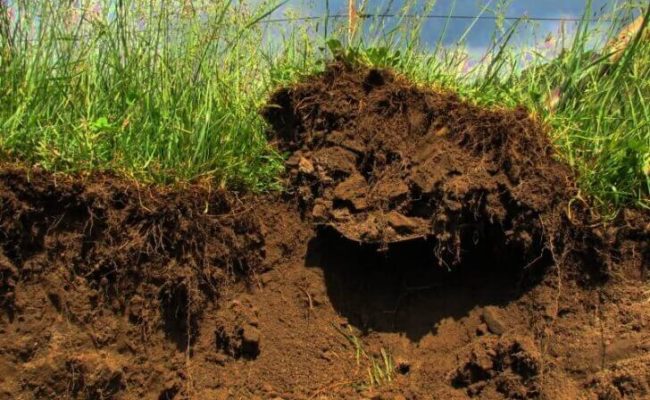 плодородна почва