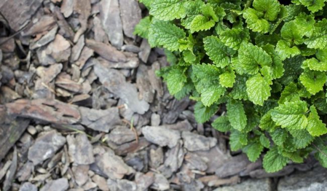 как да се върне плодородието на почвата