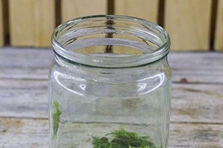 knoflook met kruiden in een pot