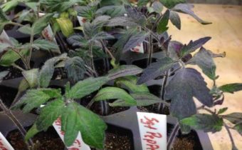 Plàntules de color porpra