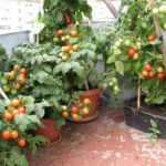 tomatoes on the windowsill