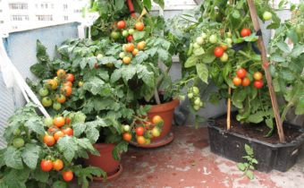 tomaten op de vensterbank