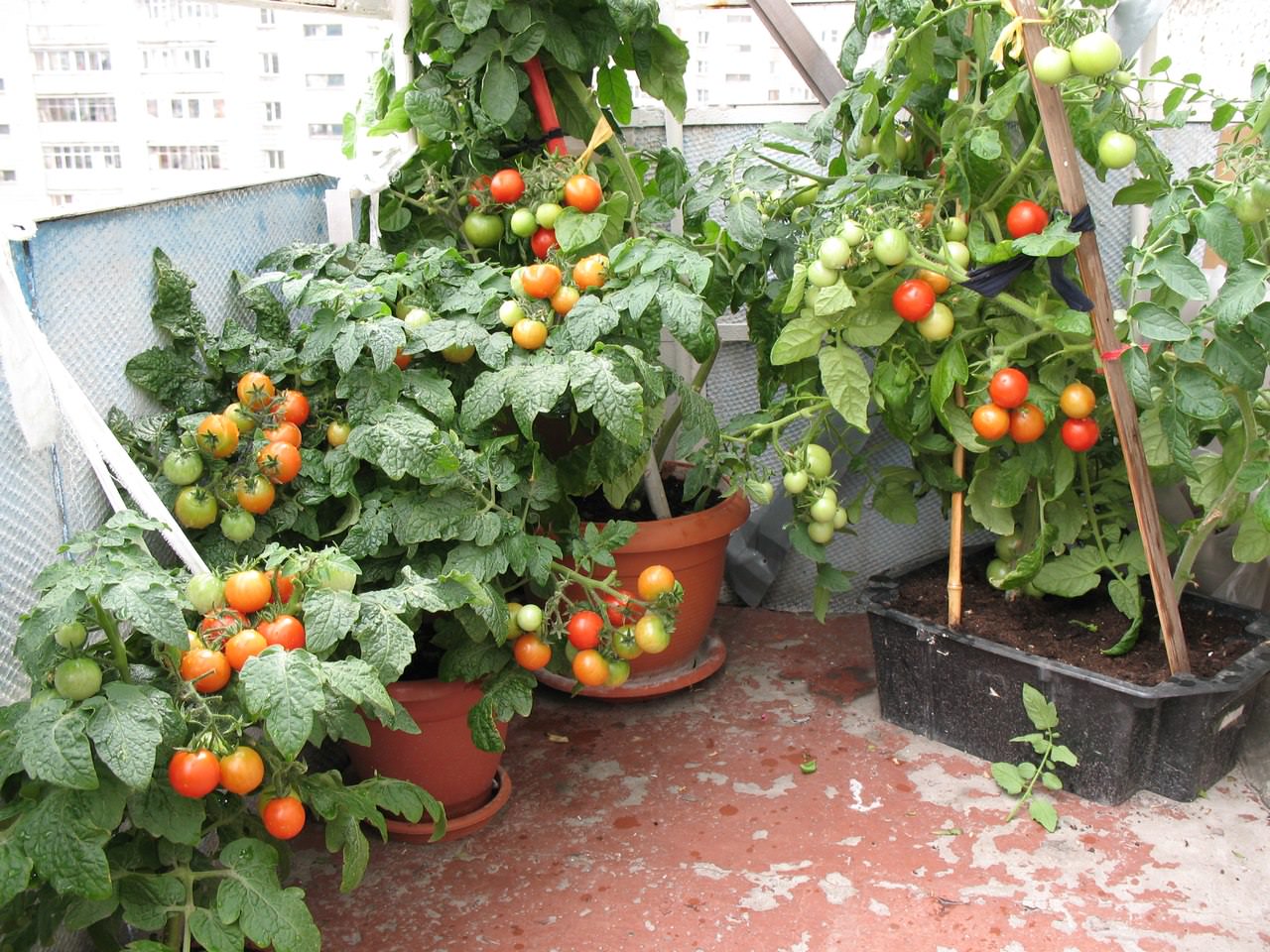 tomaten op de vensterbank