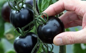 Black varieties of tomatoes