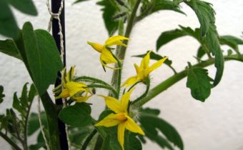 seedlings have blossomed