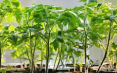 dry and yellow leaves in seedlings