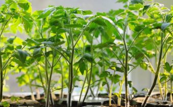 сухи и жълти листа при разсад