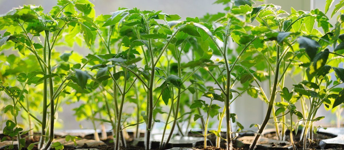 الأوراق الجافة والأصفر في الشتلات