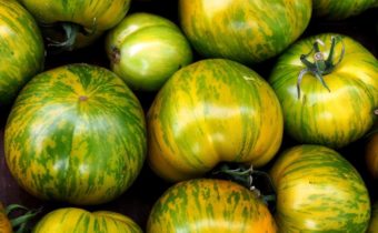 Green Tomato Varieties