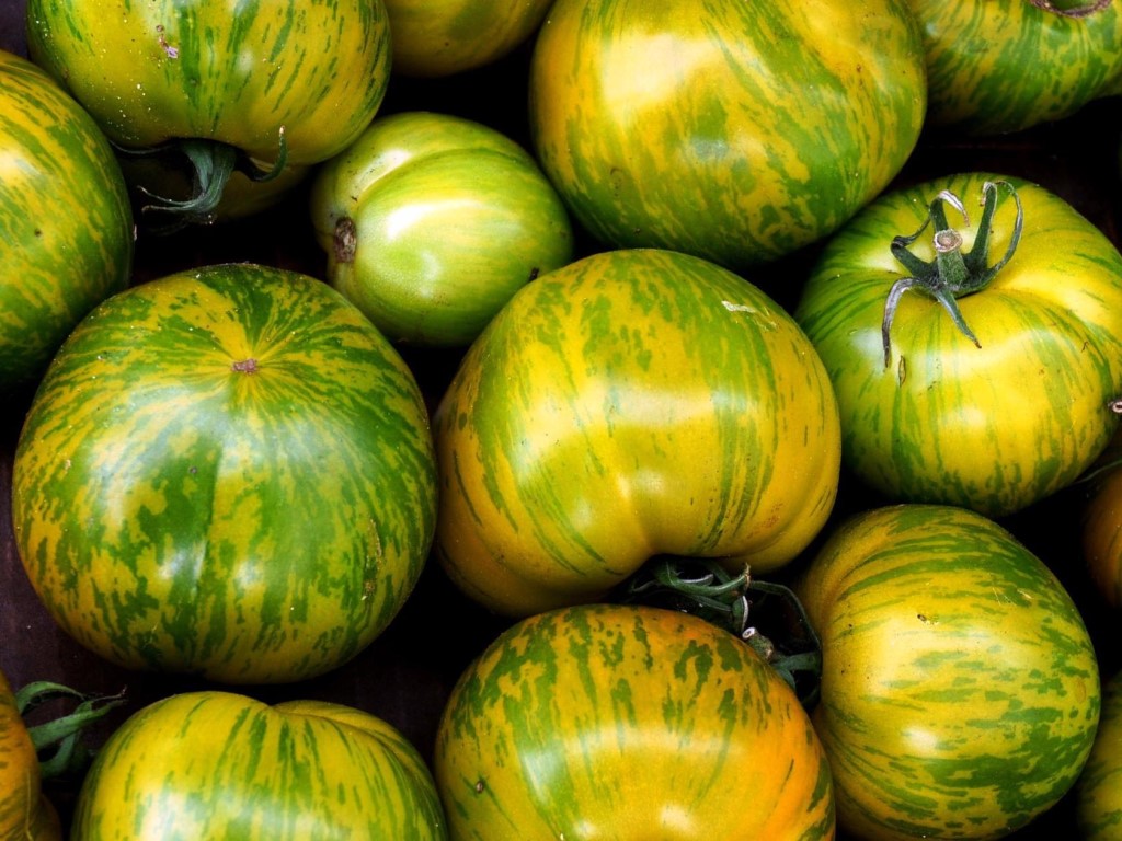 Green Tomato Varieties