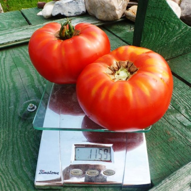 доматен гигант изчезва