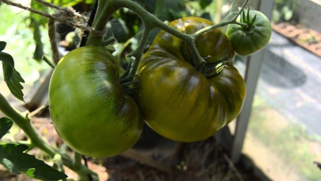 изумрудена ябълка от домати