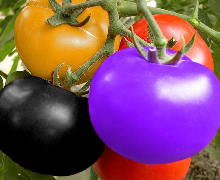 Tomato varieties