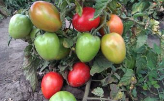 tomatoes on a bush