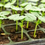 landing calendar april 2019