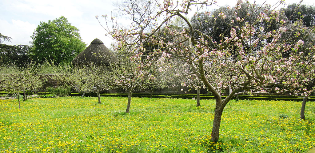 ябълкови дървета цъфтят