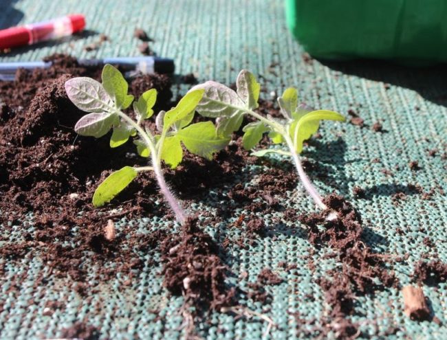 zber paradajok na mesiaci v apríli